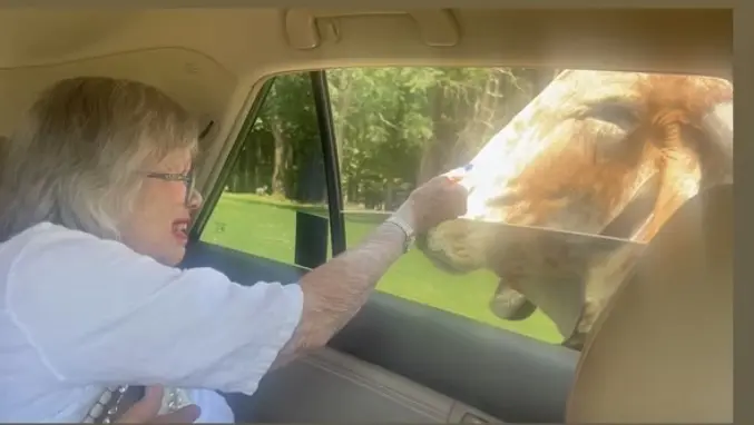 Woman touching a cow retiring lifestyle